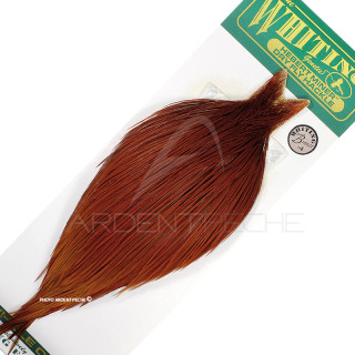 Cous de coq WHITING HEBERT bronze naturel roux