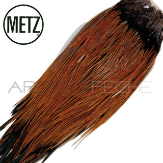 Croupes de coq METZ grade 2