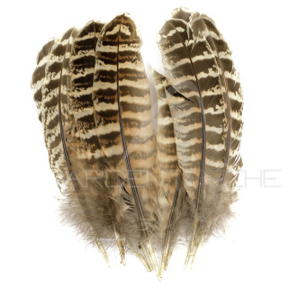 Faisane plumes dailes