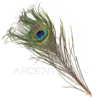 Paon oeil complet teinté ginger