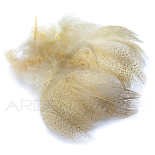 Canard poitrail mâle