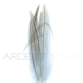 Coq de pêche corrézien plume de cou