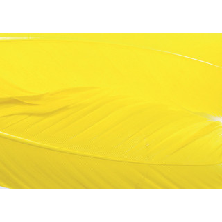 Dinde plume d´aile teintées