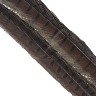 Faisan commun queue teintée