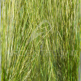 Saltwater blend angel hair SYBAI