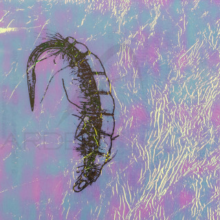 Fine FlashBack SYBAI